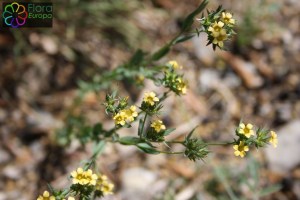 linum strictum (1)